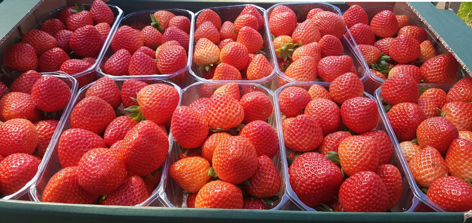 Strawberry frukt - bästa pris