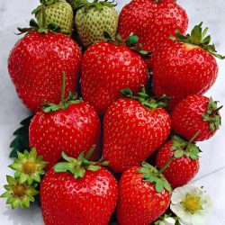 Strawberry Ostara XXL - 10 plants