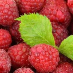 Raspberry - Early summer variety, bare-root plant