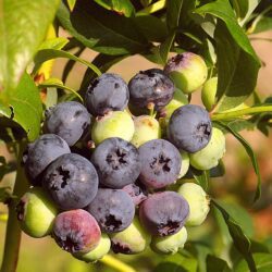 American Blueberry– 1 plant, a mixture of late varieties