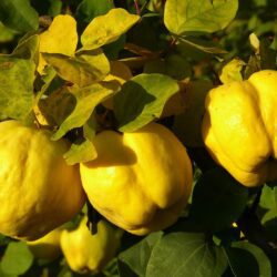 Quince – 1 bare-root plant